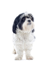 Shih tzu dog isolated on white