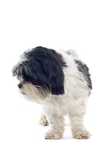 Shih tzu dog isolated on white