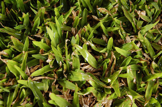 cesped 14