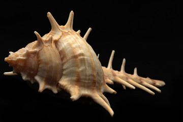 Sharp sea shell on black 