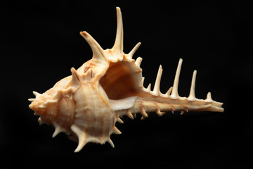 Sharp shell on black