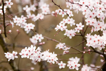 delicate plum tree pink blossom in springtime