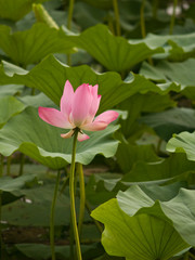 Chinese water lilies