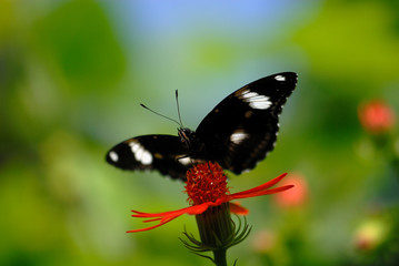 common sergeant on the leaf