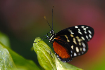 hecale on the flower