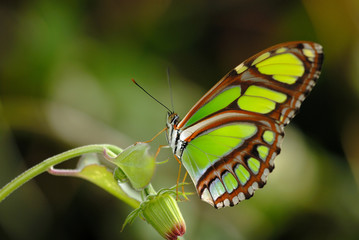 malachite on the plant