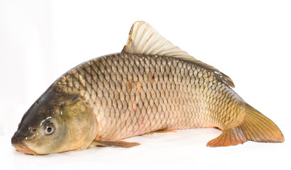 carp.