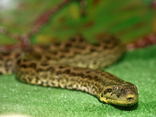 snake