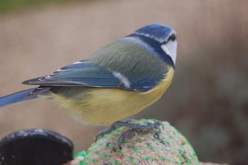 oiseau bleue
