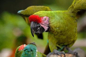 Foto op Plexiglas angry parrot © hakoar