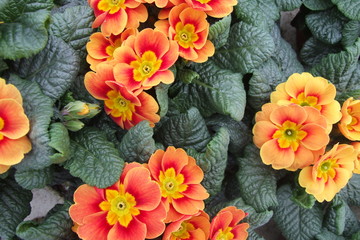 Primula accaulis