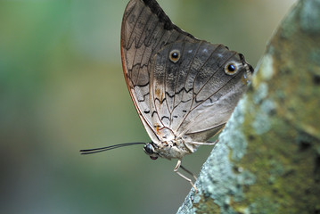 grey pansy portrait