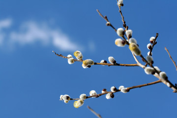 The blooming buds of Salix caprea at spring
