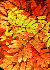 bright leaves