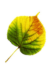 Fototapeta premium Autumn leaf