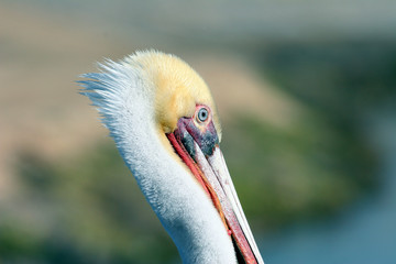 Brown Pelican