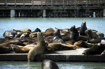 Fototapeta premium Pier 39