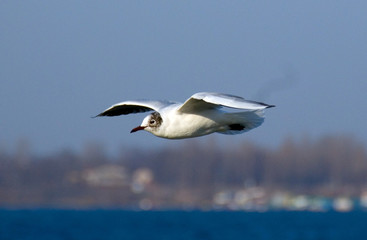seagull