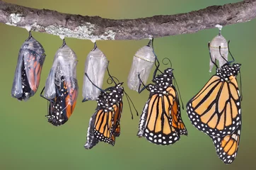 Wall murals Butterfly Monarch emerging