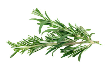 fresh rosemary