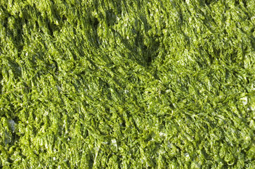 Seaweed