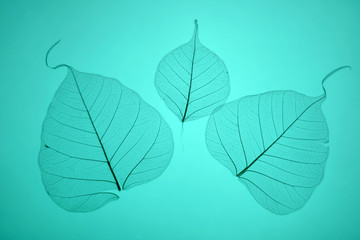 Blue leaves texture