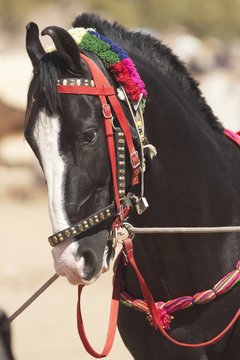 Black Marwari Horse
