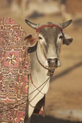  Prize Cow at the Nagaur Cattle Fair, Rajasthan, India © JeremyRichards