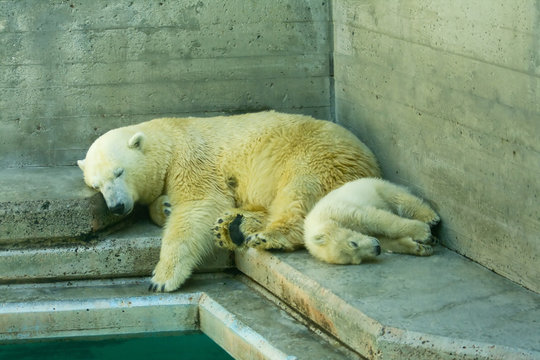 cucciolo di orso bianco