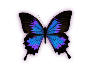 Fototapeta premium papillon