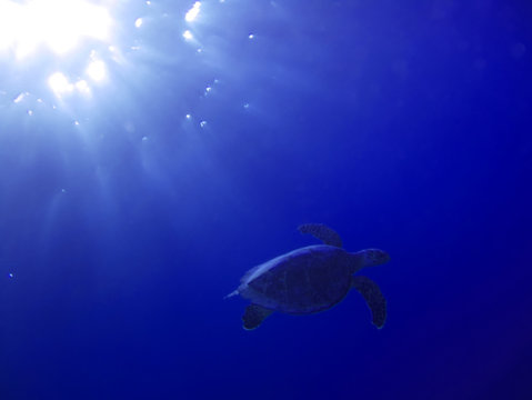 Turtle underwater in deep and sunlight