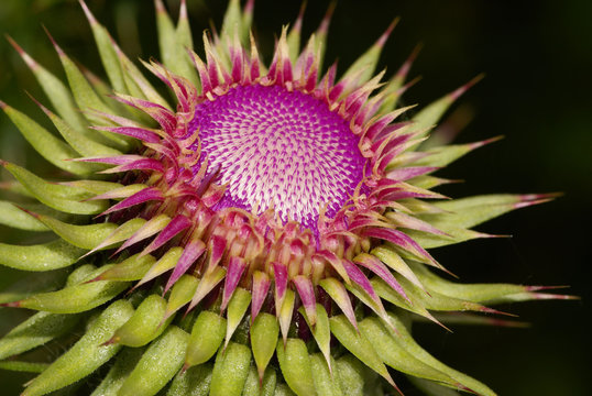Fiore