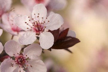 Early Spring Pink Tree Blossoms