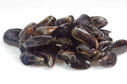 Miesmuscheln auf hellem Hintergrund