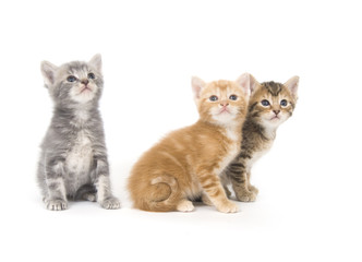 Fototapeta na wymiar Three kittens on a white background