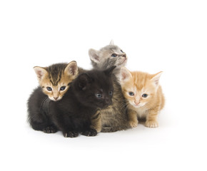 Four kittens on a white background