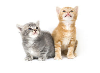 Fototapeta na wymiar Two kittens on a white background