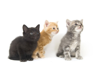 Three kittens on a white background