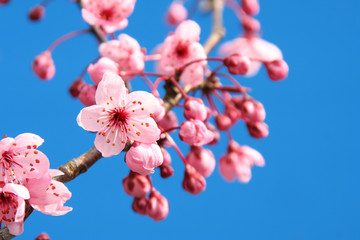 Cherry blossom against a bright blue sky.