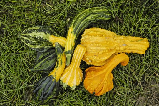 coloquintes