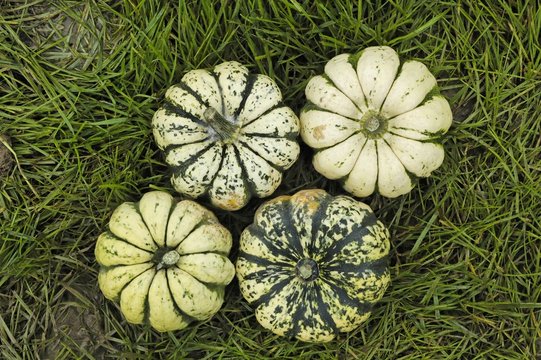 coloquintes