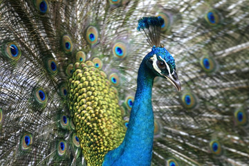 Obraz na płótnie Canvas Peacock