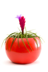 A pot plant against a white background