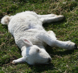 Sick lamb