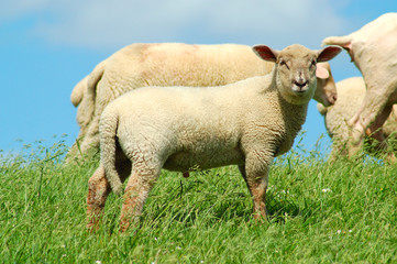 Schaf auf einer Wiese
