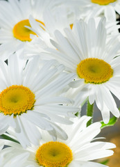 Daisy background