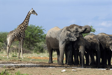 Elefanten im Etoscha Nationalpark, Namibia