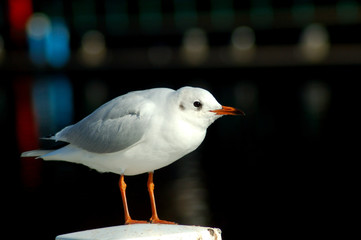Seemöwe auf einem Poller