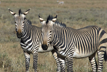 Hartmann Bergzebra, Equus zebra hartmannae