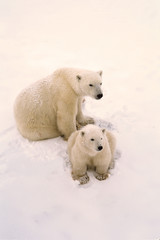 Polar bear and cub after fresh snowfall. Canadian Arctic